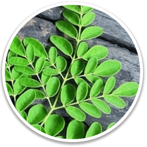 Drumstick Tree Leaf (Moringa) - Alpilean Ingredient